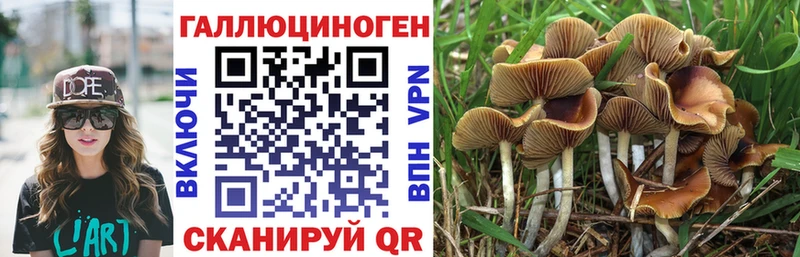 KRAKEN сайт  купить   даркнет наркотические препараты  Псилоцибиновые грибы Cubensis  Сегежа 